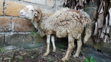 Keçi ve çiftlik. Her yıl Müslümanlar dini inançlarını yerine getirmek için kurban pazarlarında keçiler satılıyor.