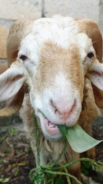 Ziege Und Bauernhof Jedes Jahr Werden Ziegen Ihren Religiösen Glauben — Stockfoto