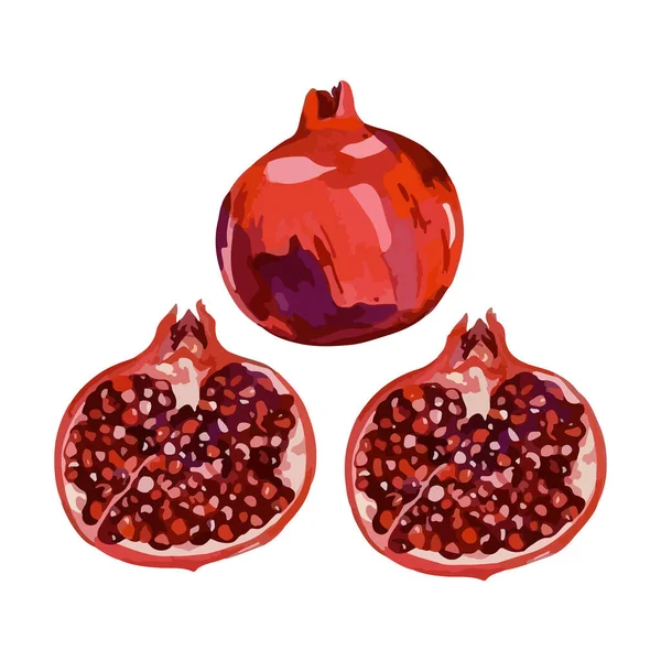 Ručně Tažené Akvarel Bílém Pozadí Vektorové Ilustrace Granátového Jablka Ovoce — Stockový vektor