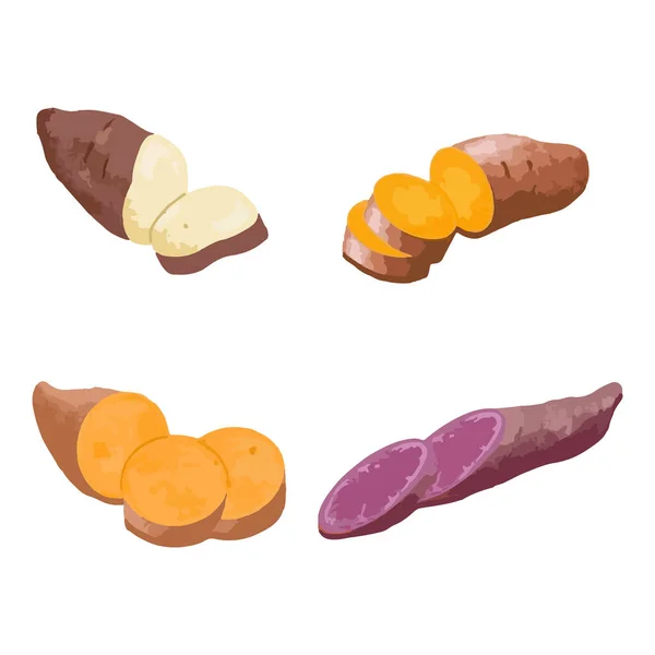 Süßkartoffeln Handgezeichnete Aquarell Vektorillustration — Stockvektor