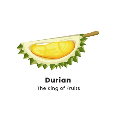 Beyaz arkaplanda Durian meyvesinin vektör illüstrasyonu