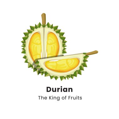 Beyaz arkaplanda Durian meyvesinin vektör illüstrasyonu