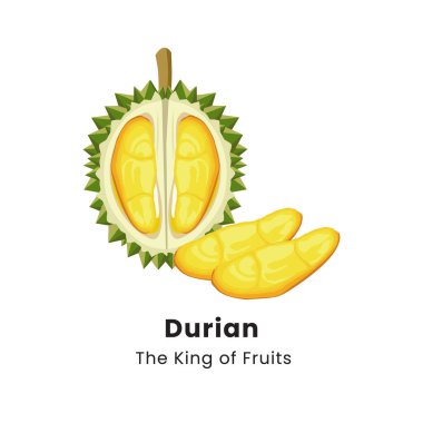 Beyaz arkaplanda Durian meyvesinin vektör illüstrasyonu
