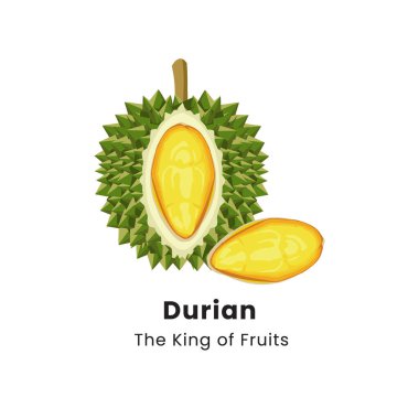 Beyaz arkaplanda Durian meyvesinin vektör illüstrasyonu