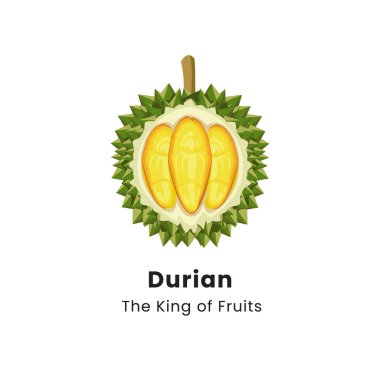Beyaz arkaplanda Durian meyvesinin vektör illüstrasyonu