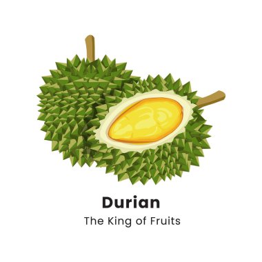 Beyaz arkaplanda Durian meyvesinin vektör illüstrasyonu
