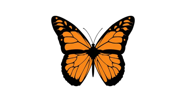 Schmetterling Isoliert Auf Weißem Hintergrund — Stockfoto