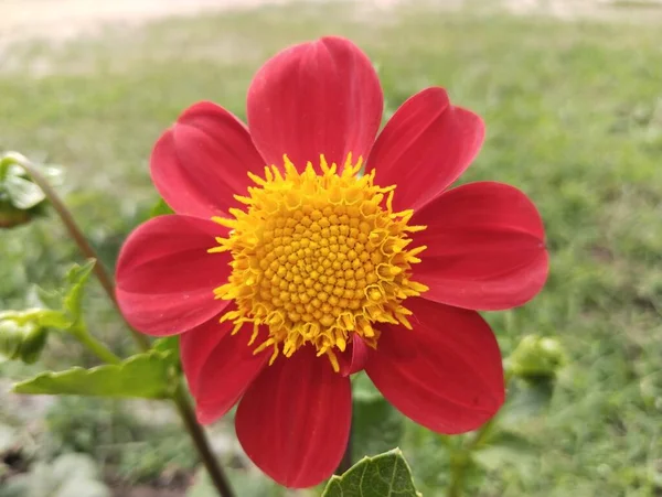 red dahlia natural flower beautiful picture