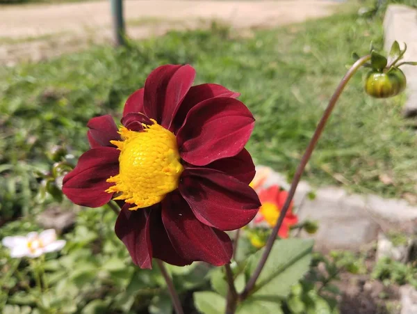 Rote Dahlie Natürliche Blume Besten Aussehend — Stockfoto