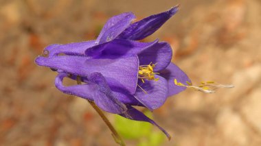 Yağmurdan sonra milli parkta çiçek (Aquilegia vulgaris).
