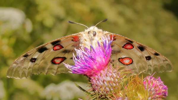 Правило Исчезающие Бабочки Национальном Парке Утром Parnassius Mnehelyne — стоковое фото