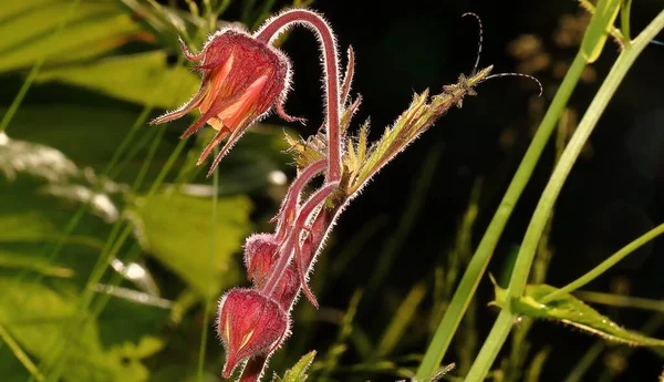 Coexistence Flower Beetle — Stock Photo, Image
