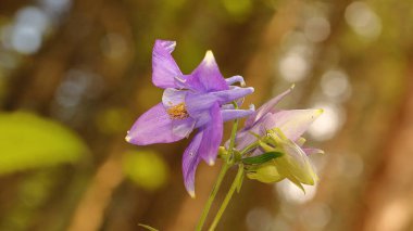 Aquilegia 'Donanma Mavisi' kırılgan çekici ulusal park makrosu