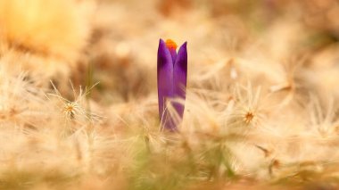 Crocus heuffelianus Dağı 'na bahar geldi bile.