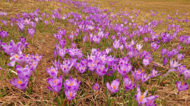 Crocus heuffelianus Dağı 'na bahar geldi bile.