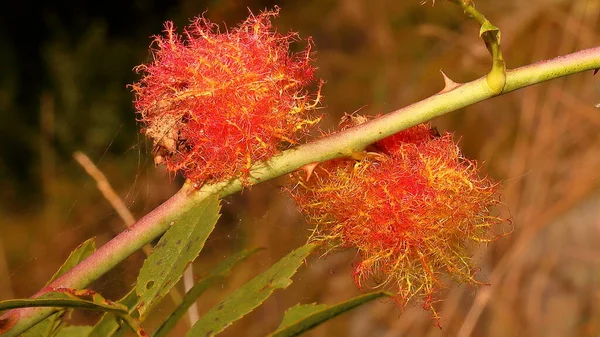 Ormanda büyüyen güzel beyaz bir çiçeğin yakın plan çekimi.