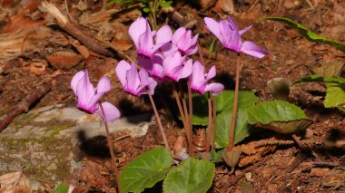 Ormanda pembe çiçekler. Güneşin ilk günü .
