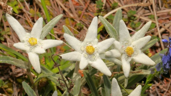 Gentiana Nın Dağlardaki Otların Arasında Mor Bir Çiçeğin Yakın Plan — Stok fotoğraf