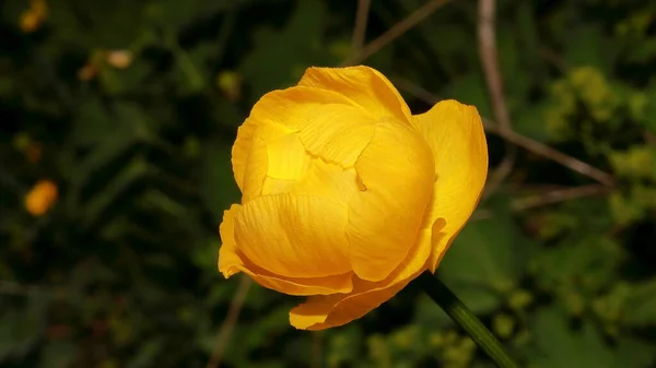 Bela Flor Amarela Das Montanhas Trollius Europaeus — Fotografia de Stock