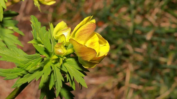 Прекрасна Жовта Квітка Гір Trollius Europaeus — стокове фото