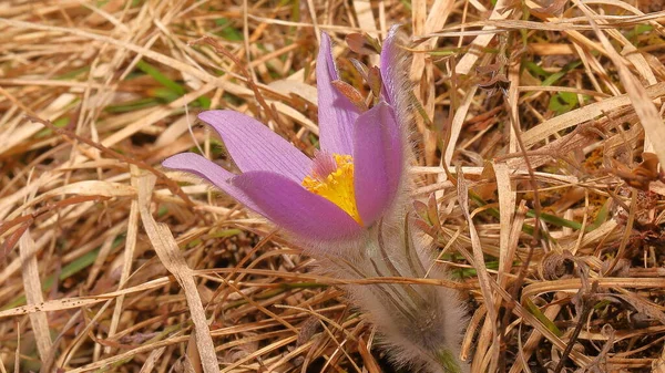Purpurowy Pasque Kwiat Czasie Wiosny — Zdjęcie stockowe