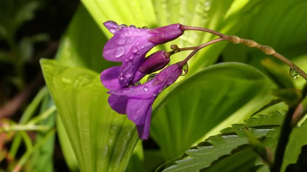 Beautiful Purple Flowers Flora Petals — Stock Photo, Image