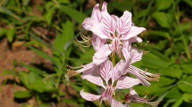 Dağda güzel pembe çiçekler, güzel pembe çiçekler, doğa florası, diktafus albus L. 2