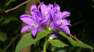 Dağlardaki güzel çiçekler çayırlar, Campanula glomerata