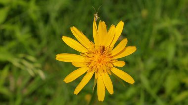 Bulanık arka planda sarı çiçek, dağ çayırlarında gölgede yetişir, Scorznera L 'i aşağılar.