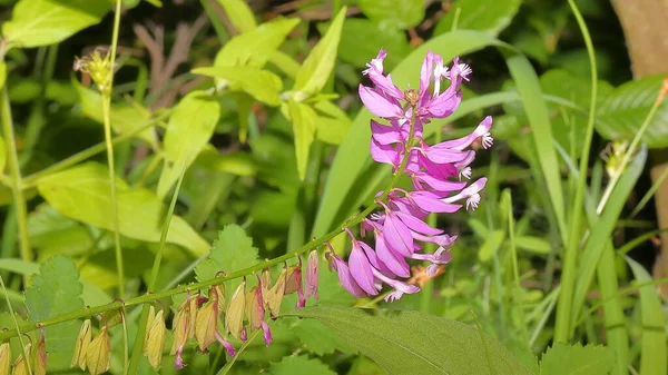 Nahaufnahme Wunderschöne Violette Und Weiße Blumen Flora Und Natur Polygala — Stockfoto
