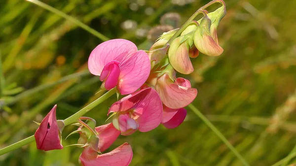 紧挨着一朵美丽的芙蓉花 生长在高山草甸的树荫里 百里香 — 图库照片