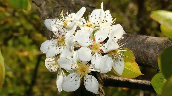 Vita Blommor Äppelträd Våren Vacker Höst — Stockfoto