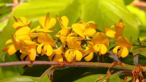 Beautiful Yellow Orchid Flower Mountain — Stock Photo, Image