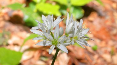 Dağdan gelen güzel beyaz zambak çiçeği Allium ursinum
