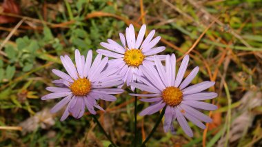 Ormanda güzel pembe çiçek, doğa, ulusal park, koruma alanı, dağlar, ulusal parkta çiçek, güneşli sabah, Aster amellus.