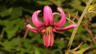 Güzel renkli çiçeklerin, doğanın, milli parkın, korunan bölgelerin, dağların, milli parktaki çiçeklerin yakın görüntüsü, güneşli bir sabah, Lilium Martagon