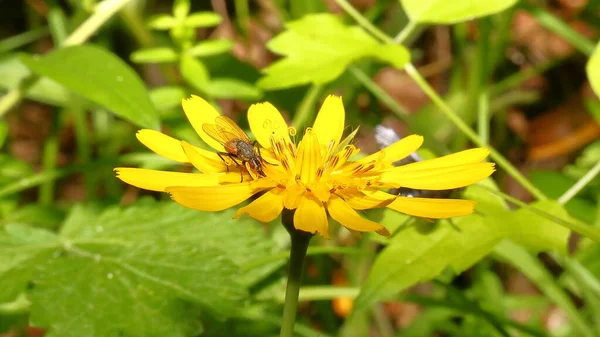 Biene Auf Blume Natur Nationalpark Naturschutzgebiet Berge Blume Nationalpark Sonniger — Stockfoto