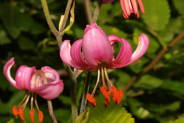 beautiful pink flower in the Mountain, Nature, national park, protected territory, mountains, flower in the national park, sunny morning, Lilium martagon