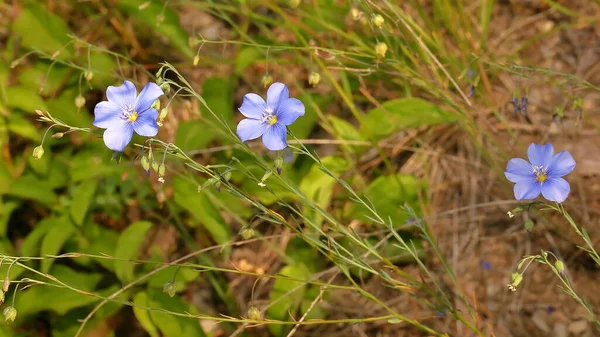 Yabani Çiçeklerin Yakın Plan Çekimi Doğa Ulusal Park Dağlarda Korunan — Stok fotoğraf