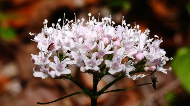 Bahar dağlarında pembe çiçekler, tarlanın sığ derinliği, mor bir çiçeğin arka planında güzel çiçekler, doğa, ulusal park, dağlarda korunan bölge, ulusal parkta çiçek, güneşli bir sabah, Valeriana Montana
