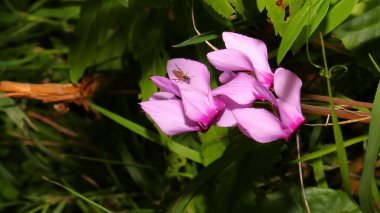 Bahçede güzel pembe çiçek, doğa, ulusal park, dağlarda korunan bölge, ulusal parkta çiçek, güneşli sabah, Cycalamen purpurpurascens
