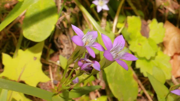 Primer Plano Florecimiento Hermosas Flores Púrpuras Naturaleza Parque Nacional Territorio — Foto de Stock