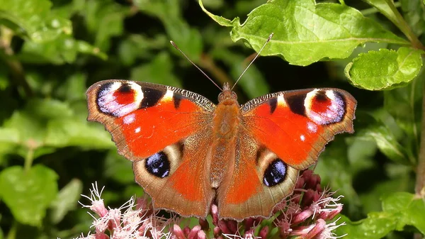 Бабочка Цветке Природа Национальный Парк Охраняемая Территория Горах Хрупкое Великолепие — стоковое фото