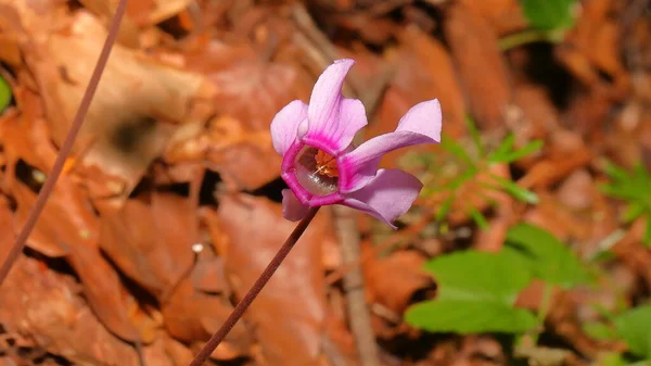 背景上美丽的紫色兰花 密闭的 花园里美丽的粉红花朵 大自然 国家公园 高山保护区 国家公园里的花朵 阳光明媚的早晨 雪灾过后的净化 — 图库照片