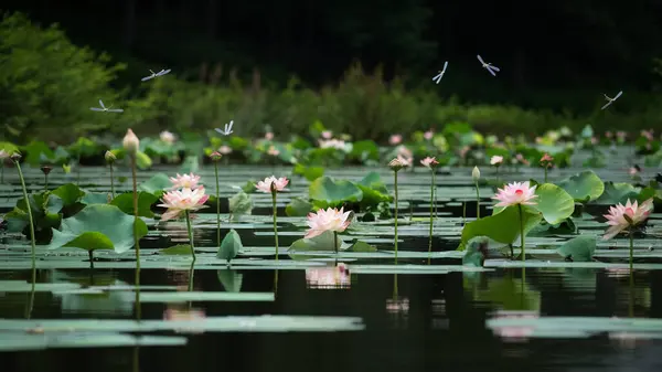 Flowers with lakes Stock Photos Royalty Free Flowers with lakes Images Depositphotos