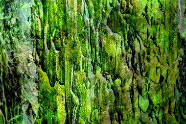 yeşil yosun dokusu arkaplanı
