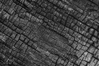 Güzel bir yılanın siyah beyaz fotoğrafı.