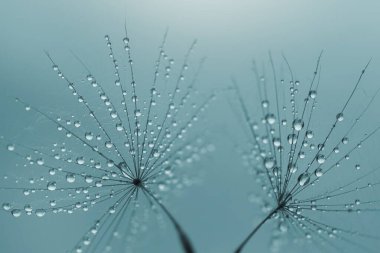 Mavi arka planda karahindiba makarnası