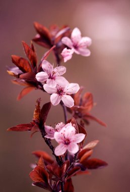 Pembe Japon kiraz çiçekleri koyu bir arka planda.