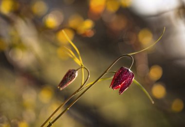 Fritillaria meleagris 'in kırmızı çiçekleri, günbatımı. İlkbahar 2025